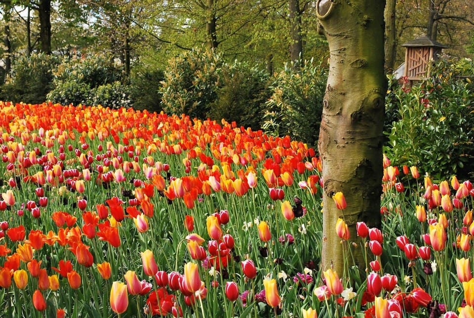 keukenhof kierros amsterdam ()
